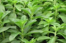 Stevia