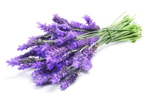 Lavendel