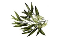 Tea tree